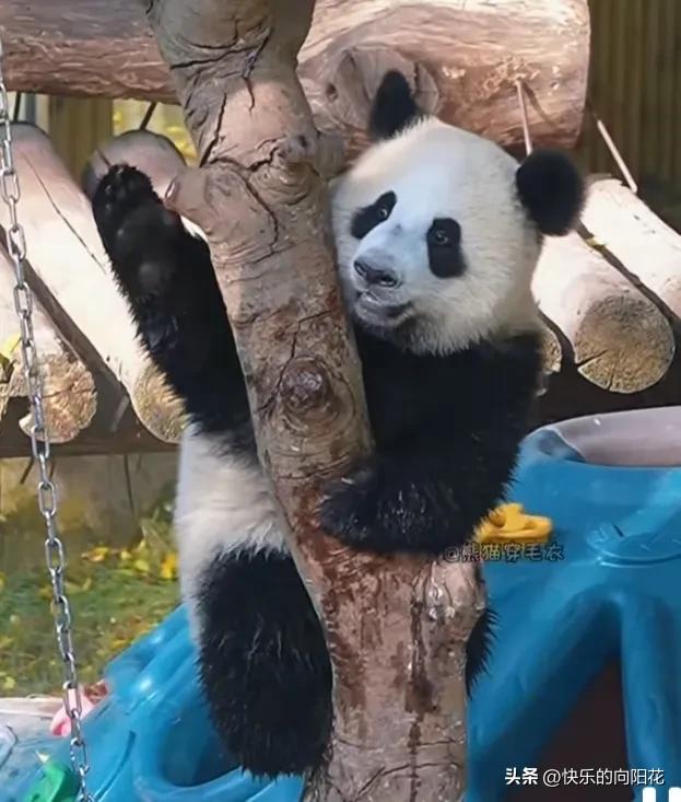 小月亮真能干，一只脚踩着秋千扶手，另一只脚踩在秋千吊链上，双手抱住旁边的树干，一