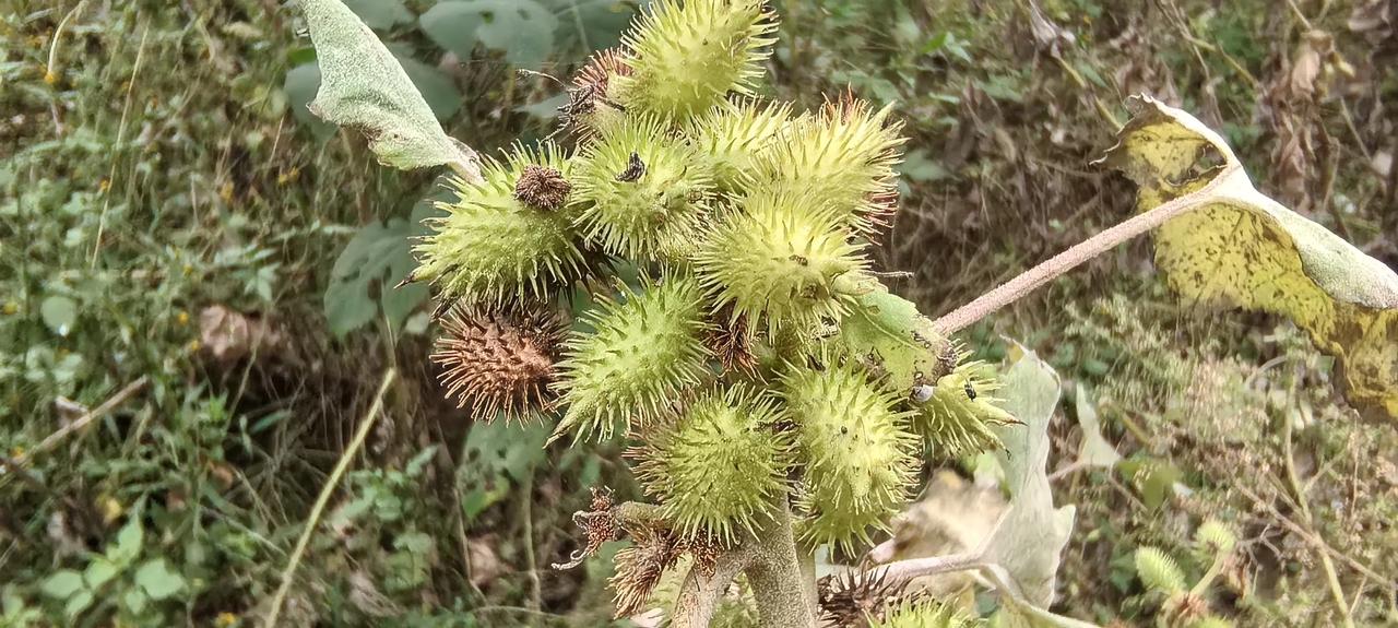 苍耳子：乡野间的天然鼻炎草
田埂路旁、荒坡溪边，随处可见苍耳丛生，乡下人从不把它
