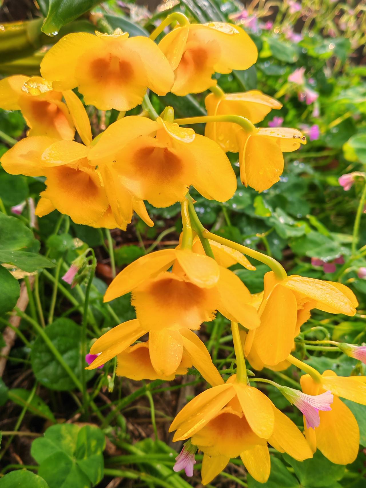 晒图笔记大赛又有一株石斛开花了，前两天还是含苞待放的花蓄，今天下午一看，花朵已经
