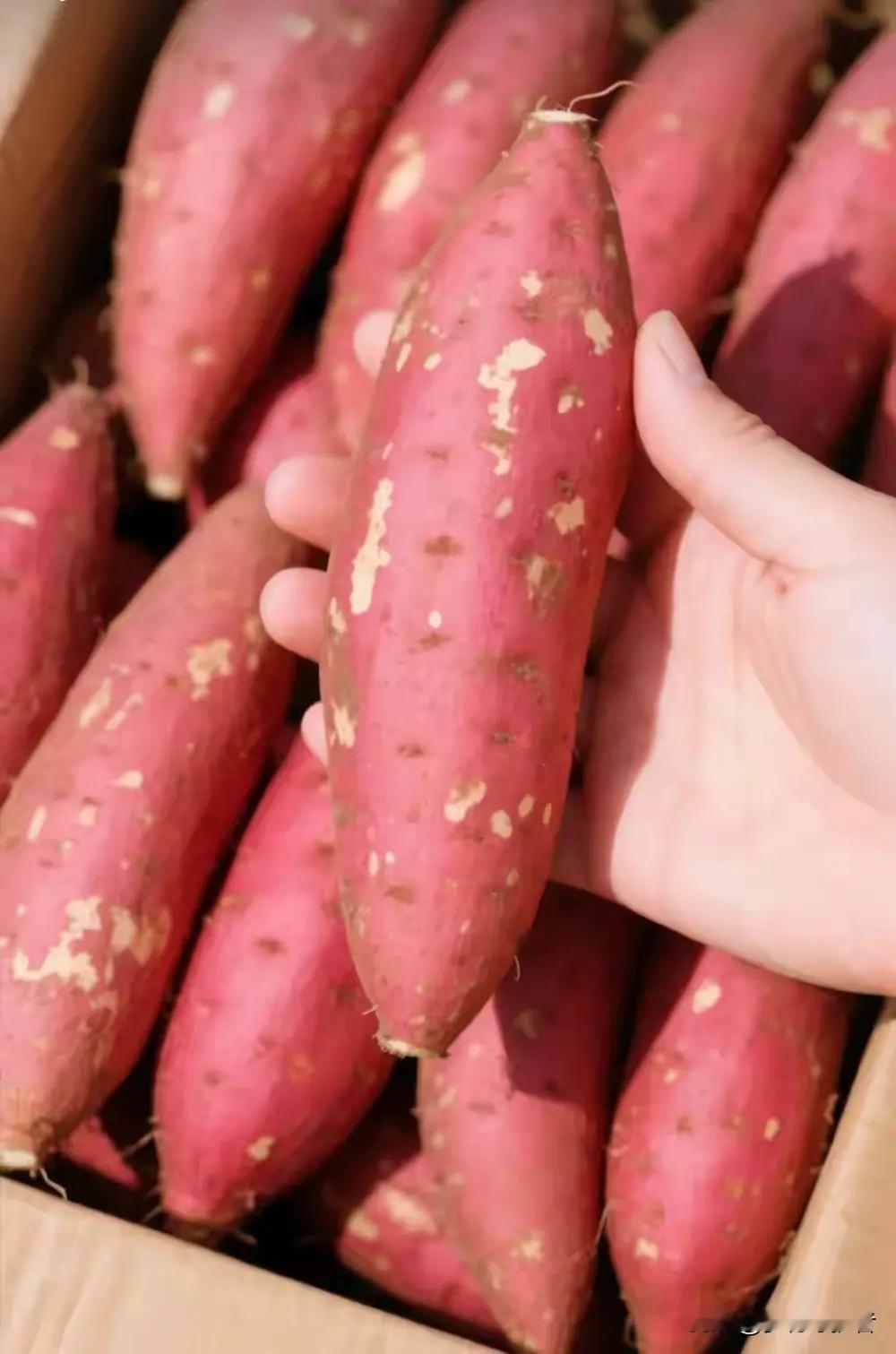 分享生活小常识：如何辨别“毒红薯”
一，看表皮
无毒红薯，表皮不光滑，纹理明显，