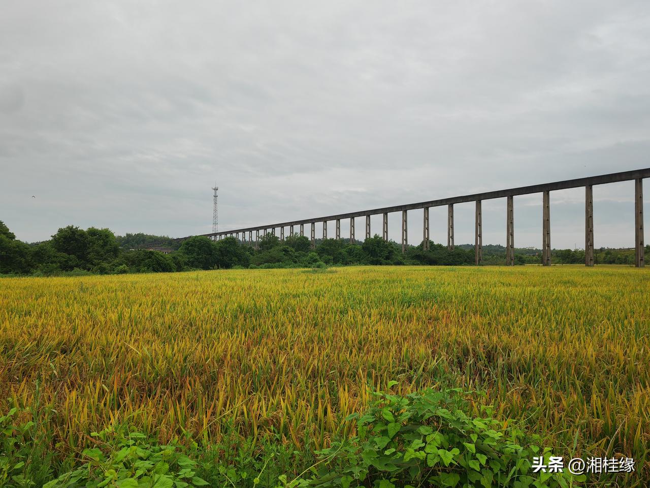 又到了收获季节！有谁知道稻田上空是什么工程？