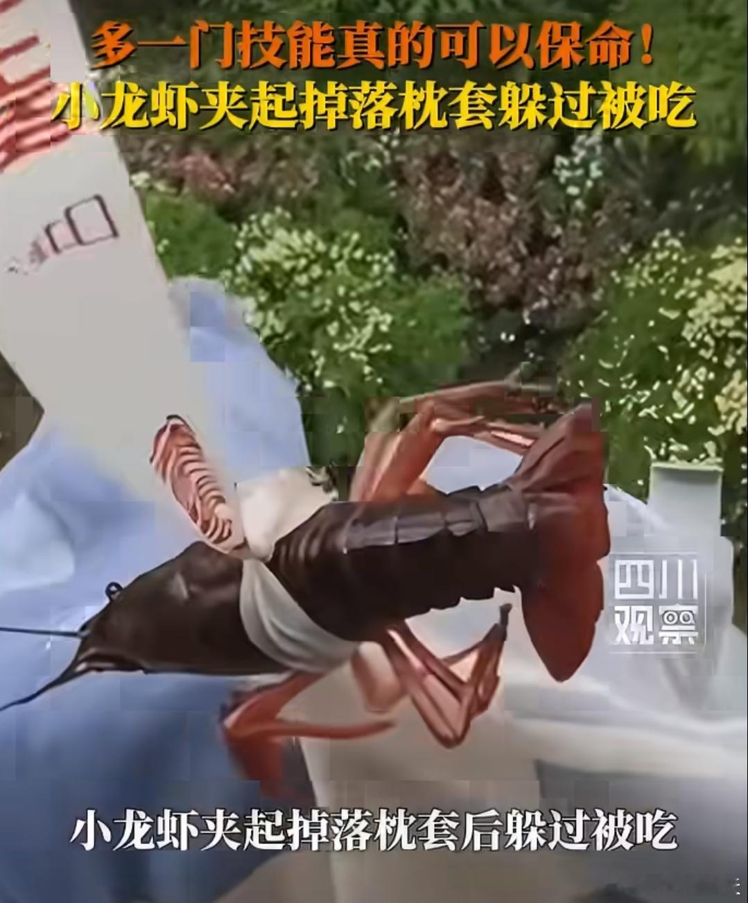 小龙虾帮女子夹枕套躲过被吃安徽滁州一名女子灵机一动用绳子绑住小龙虾成功夹回掉落高