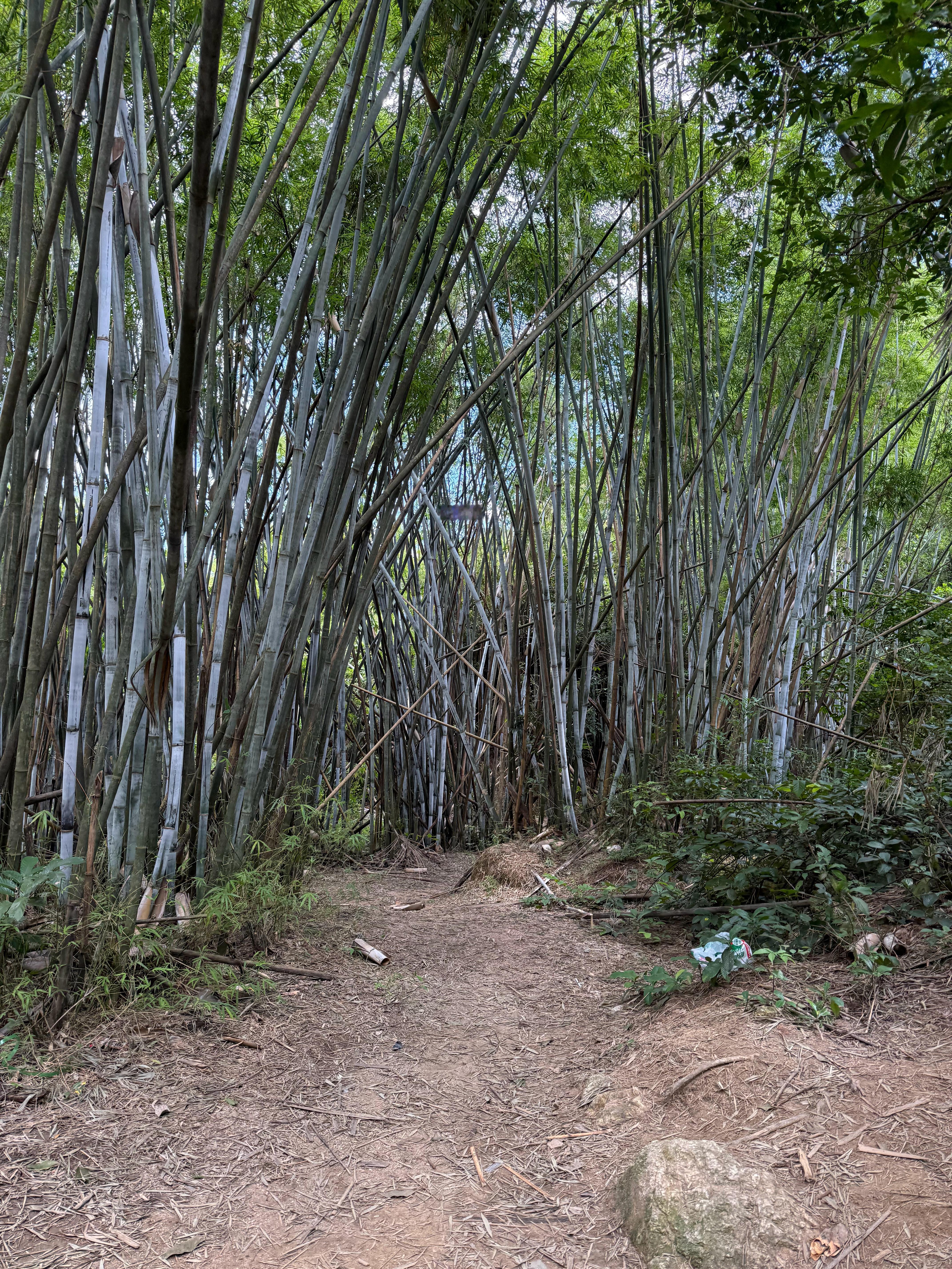 天气好，“美”苦硬吃系列，已经废了。 ​​​
