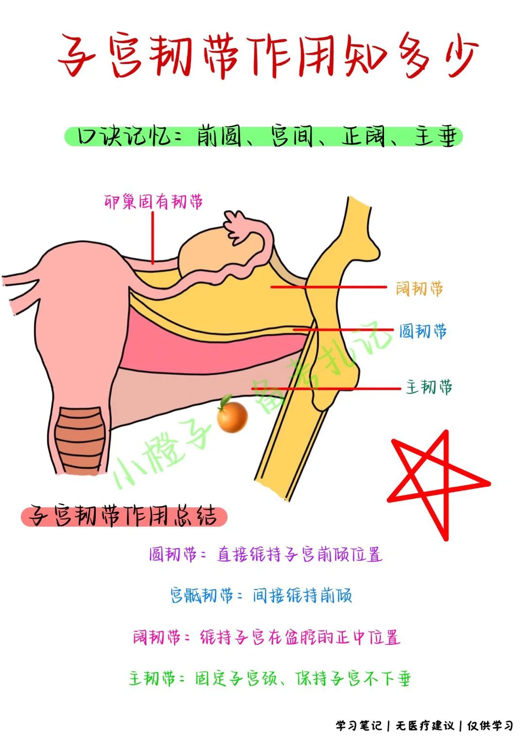 📖学习笔记｜子宫韧带｜生理解剖学起来✅