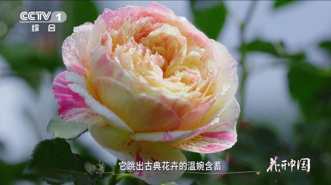 这种月季热了会脱妆莫奈的画开在了月季上看花开中国被一株莫奈月季硬控三分钟！粉红和