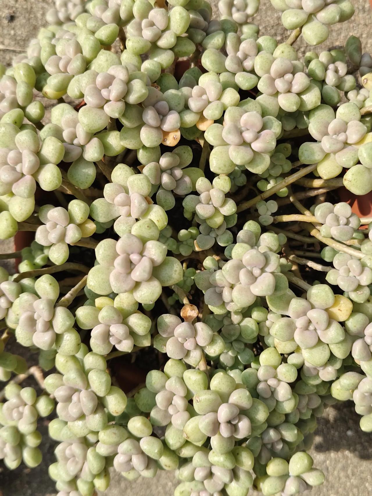 冬日暖阳多肉爱