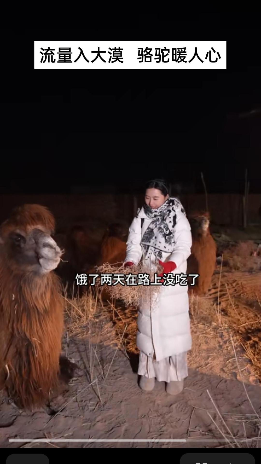     大漠骆驼村的夜幕下，一峰峰骆驼从运输车上被小心翼翼地卸下，融入骆驼村的圈