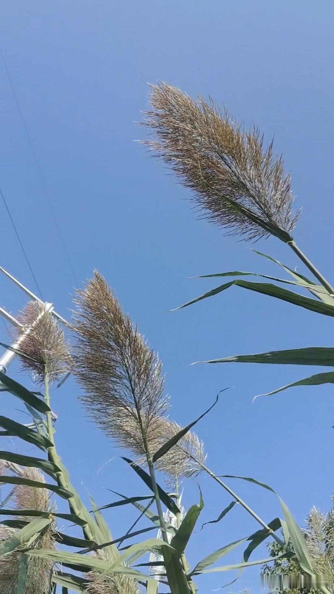 我一个熟人没上过学，只会写自己的名字。

最近我发现她在公众号，有配图也有文章还