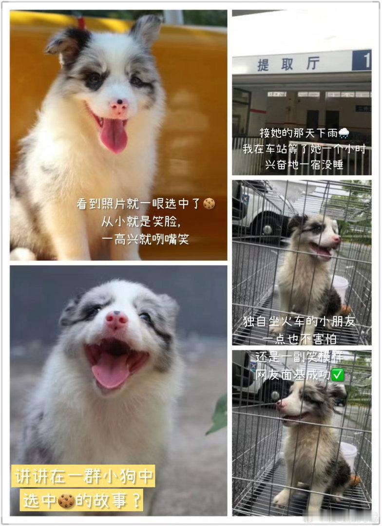 王勉父亲笔下的小狗Cookie父子二人以笔墨寄托心意，用心记录小狗带来的美好日常