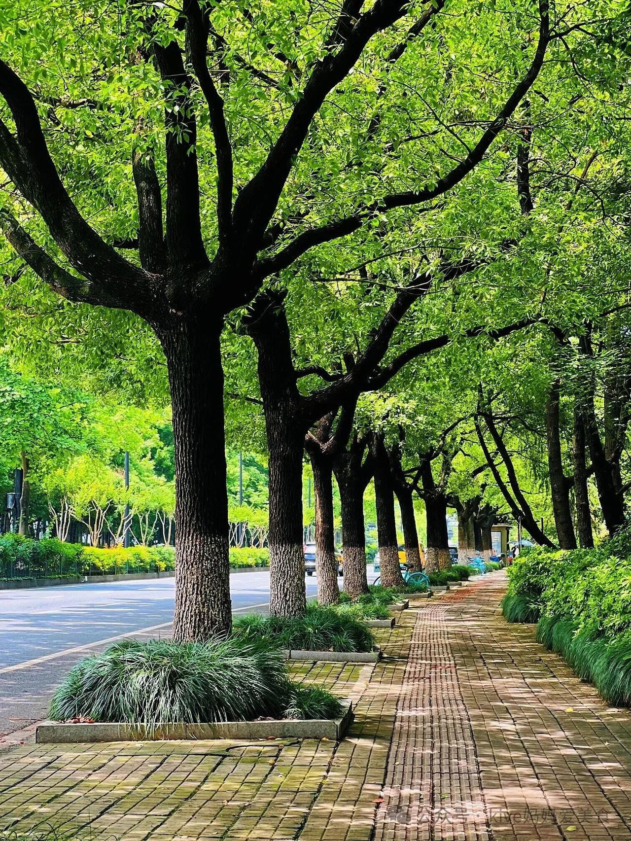 徐州市区道路绿化有这种密度和精度就好了