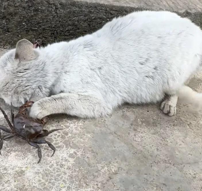 莫让残忍换流量，文明不该丢底线
 
       一段令人揪心的视频在网络流传：