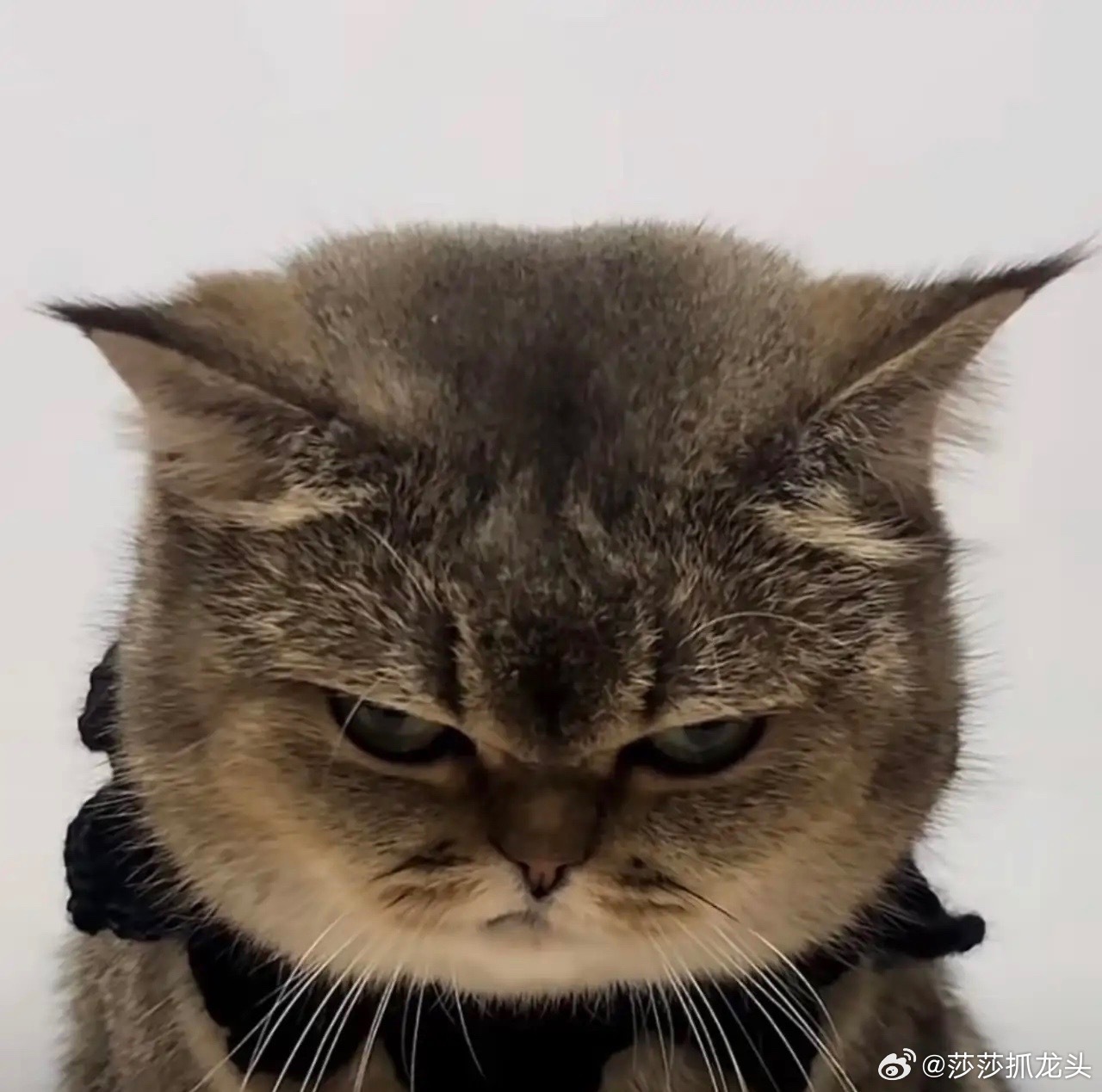 又是一样的套路！冲高回落！追高的人又套到了！这是还没洗干净吗？