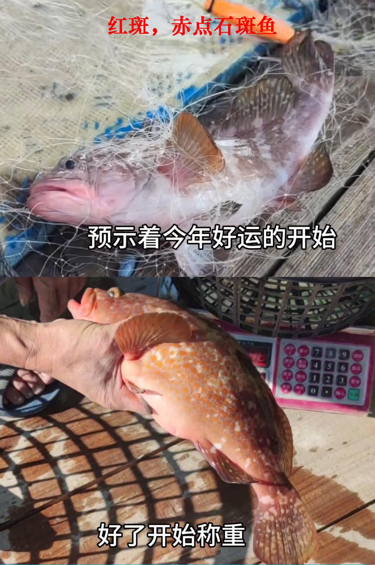 红斑刚上水时一点不红。
野生海红斑，赤点石斑鱼，汕头南澳岛，1.5斤规格，400