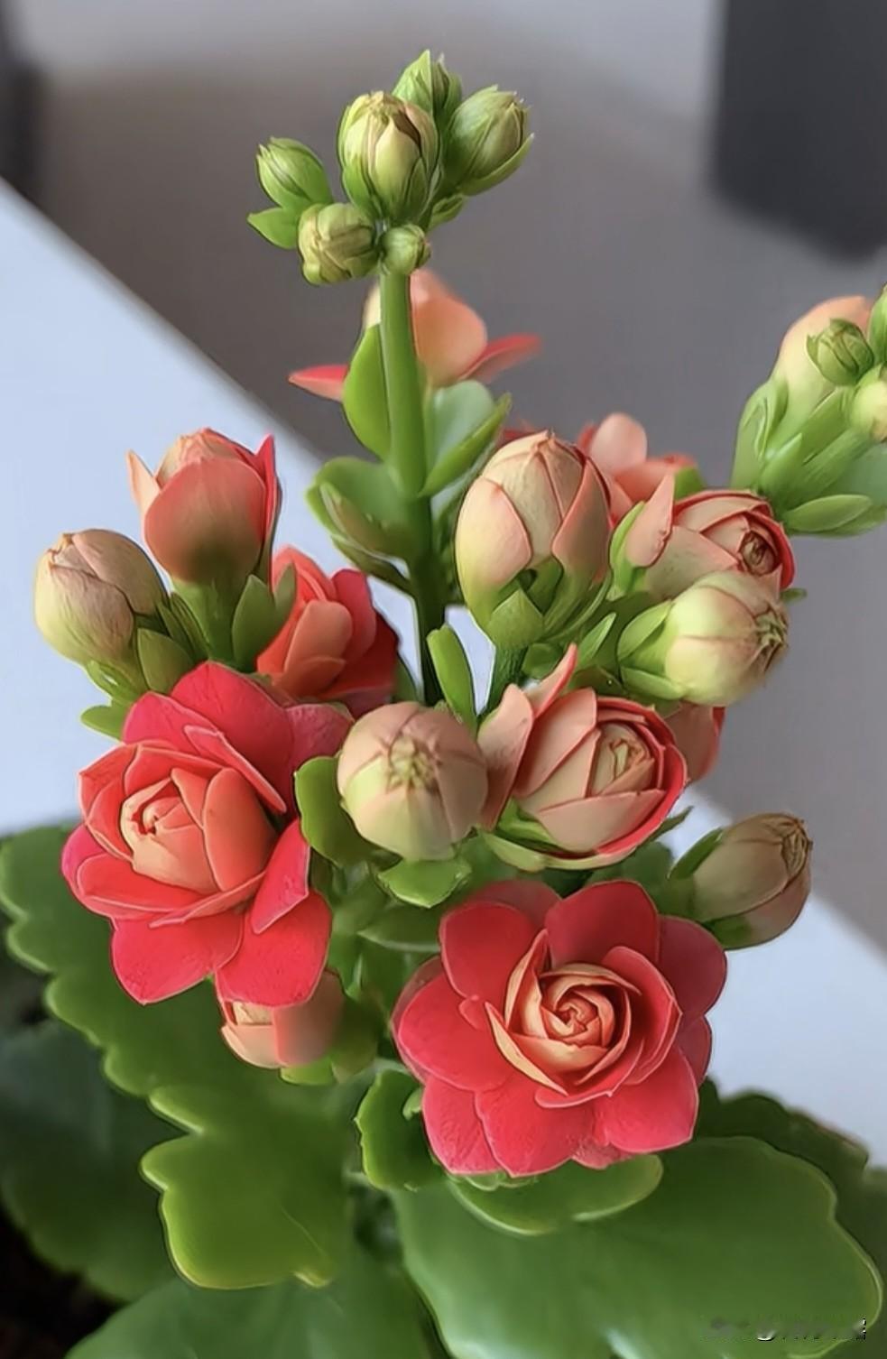 大年初九，九福临门：一福身体健，二福心情爽，三福乐逍遥，四福好运随，五福财源广，