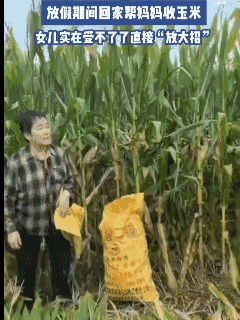放假期间回家正好赶上秋收开始，这赶上就得干活，帮妈妈收玉米，可是最近雨水多了导致