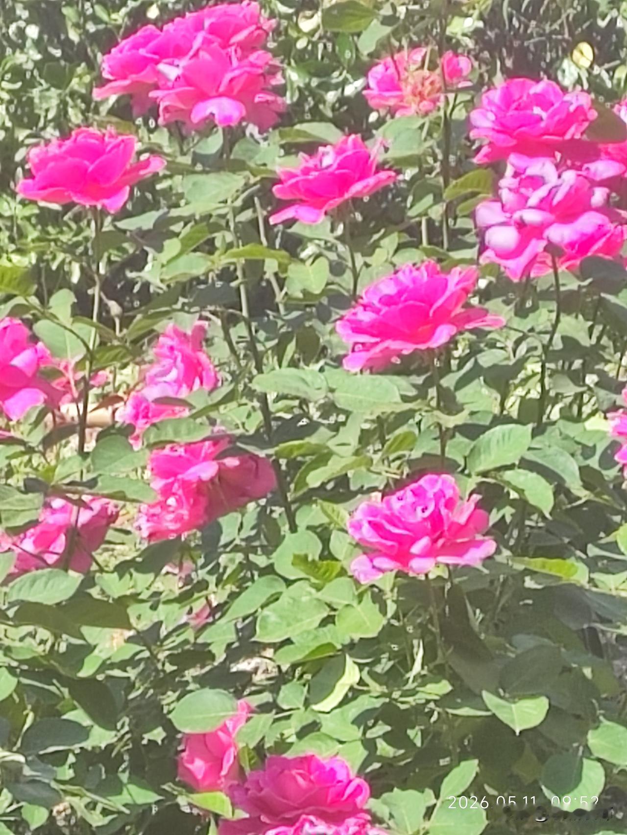 阳光正好的日子里，撞见一丛热烈盛放的艳粉月季🌷
层层花瓣舒展，明艳得撞进眼里，