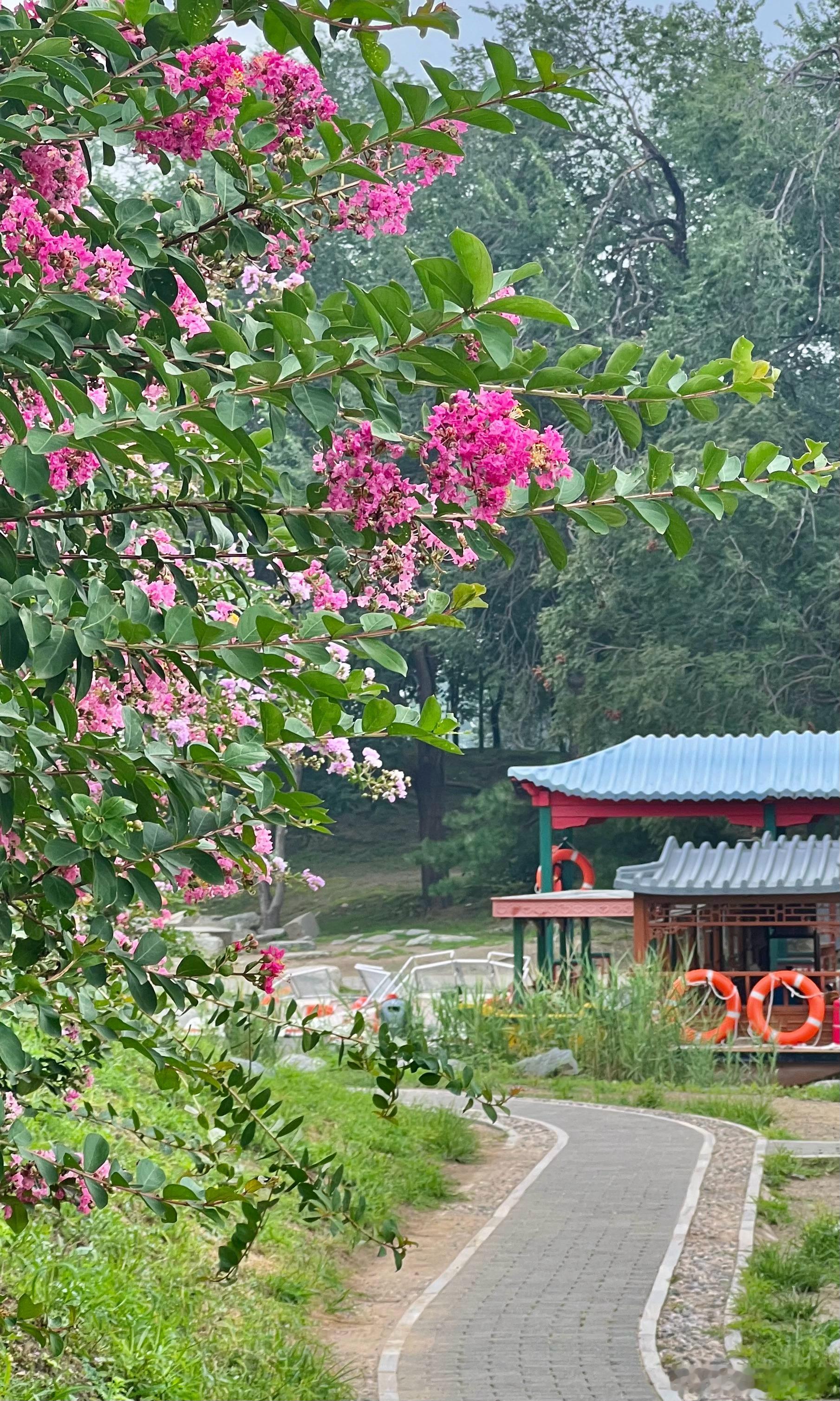 圆明园 紫薇花开摄影​​​