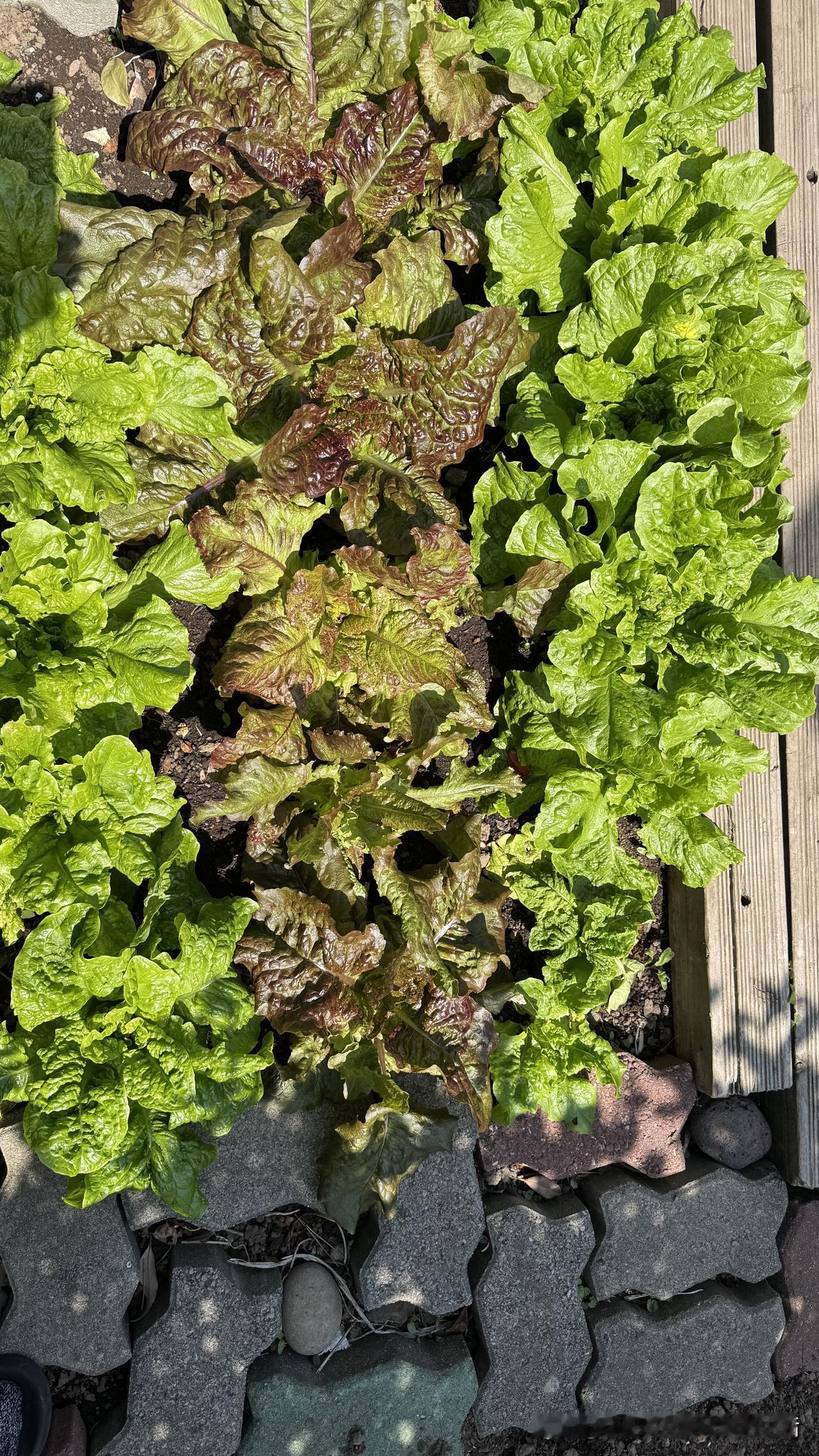 从今天开始，我们两口子决定轻断食，目标为三天。

期间完全不吃任何东西，包括药，