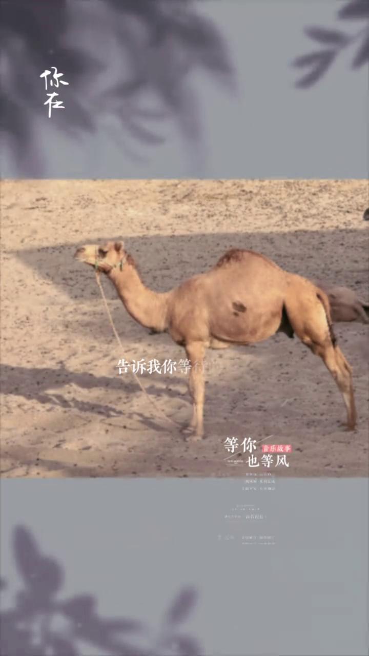 音乐故事4。
你在告诉我你等待的是我，也等风，等着谁，告诉我你不要再错过，仿佛有