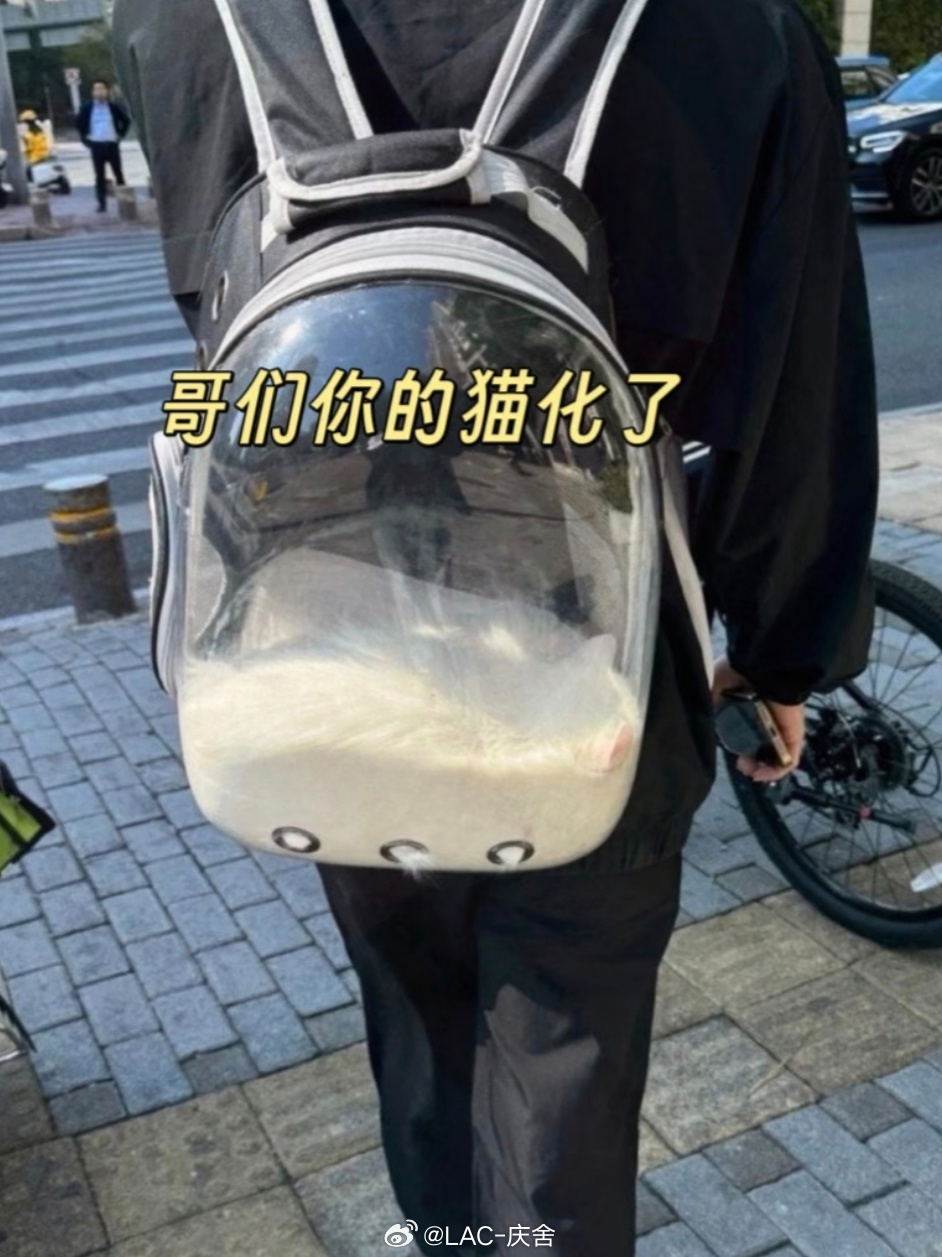 猫在哪呢？[疑问] ​​​