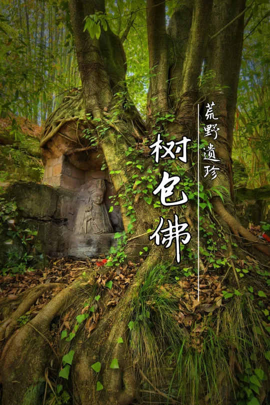 【荒野遗珍：树包佛结界造像】
