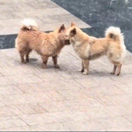 小狗冒雨去见好朋友狗狗的友谊 西安·华严寺