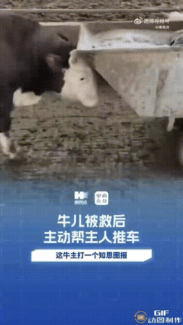 万物皆有灵！安徽，一对夫妻的养殖场里有六七百头牛，但有一头牛却通“灵性”，每次看