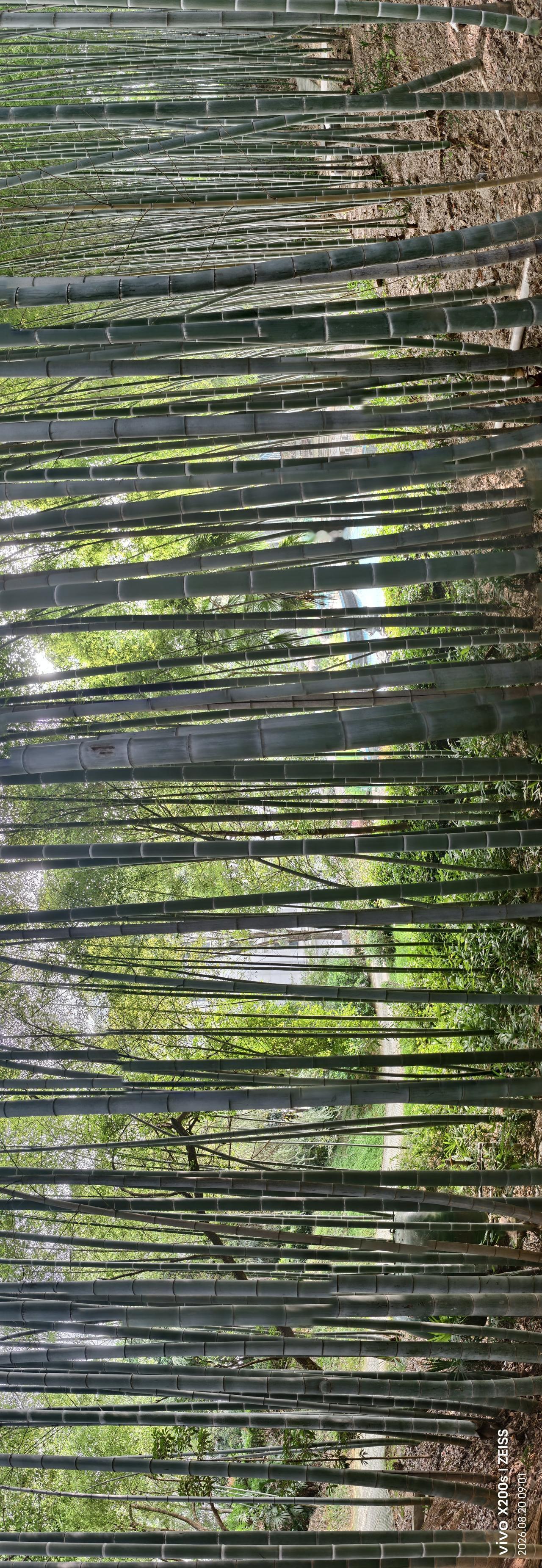晒图笔记大赛宁静的竹林：我们居住的小区有三块竹林，根根挺拔节节高，翠绿的竹叶在风