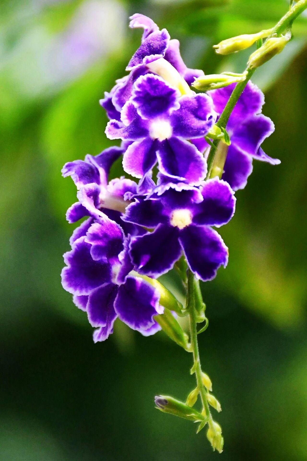 冬日生活打卡季这簇紫色小花，花瓣呈深紫，边缘泛着浅紫，如波浪般卷曲。五片花瓣中央