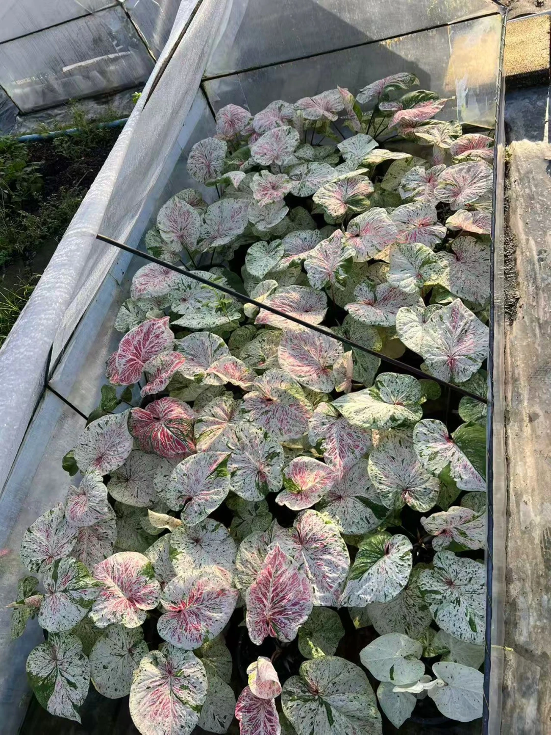 绝美薄荷糖预个告