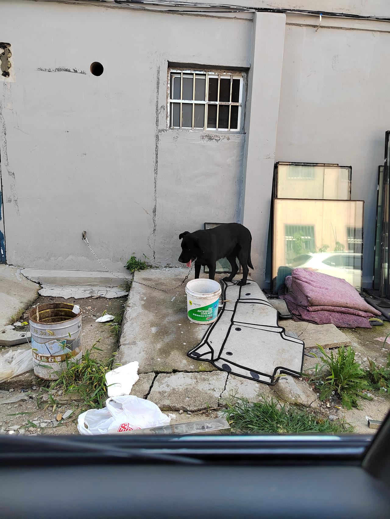 标题：人行道遭遇大型犬突袭被咬伤，以此经历提醒所有人留意出行安全
照片里这条拉布