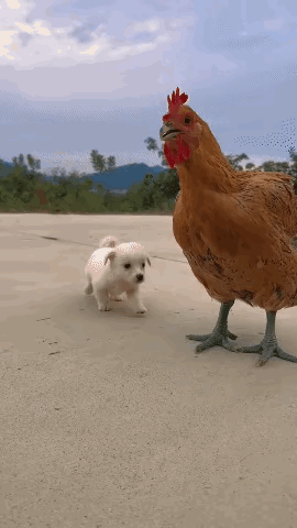 笑不活了！这母鸡怕不是把自己当成了狗狗的“老母亲”吧！

你脑补一下画面：小鸡仔