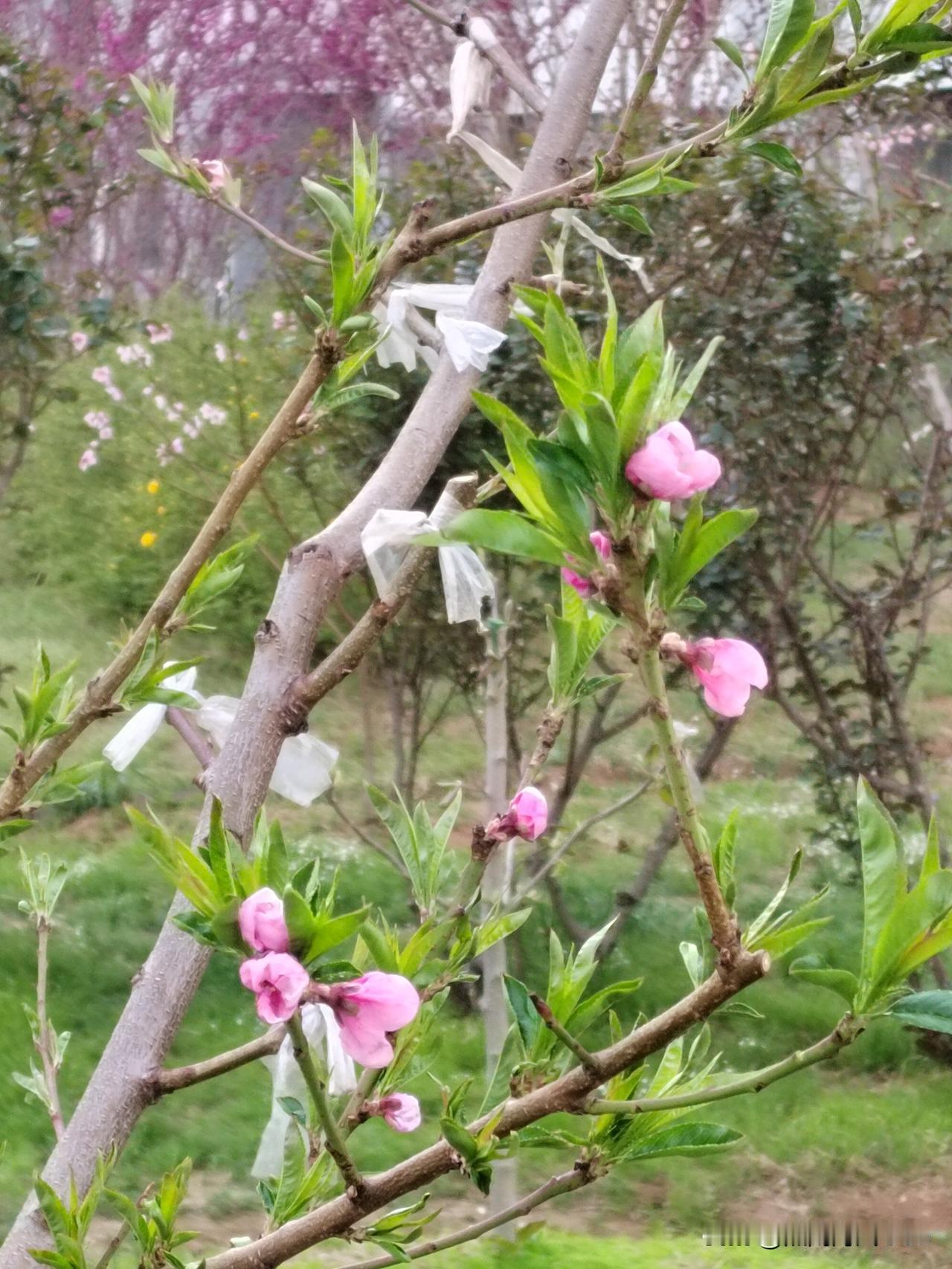 今天姥姥我，起了个大早，赶了一趟早市儿，回来又在小区里转了两圈。

现在小区里的