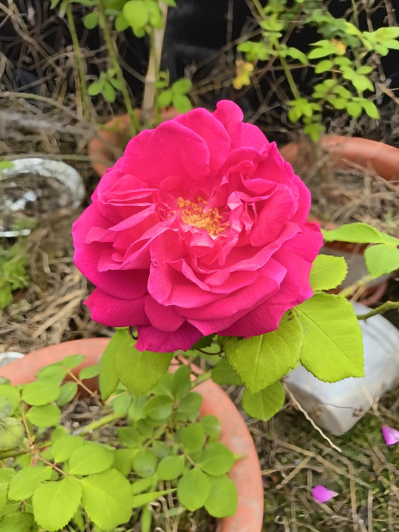 是苦味，而且还是挺苦的！图片里是我去年买的可食用玫瑰。前几天尝了一下玫瑰的花瓣，