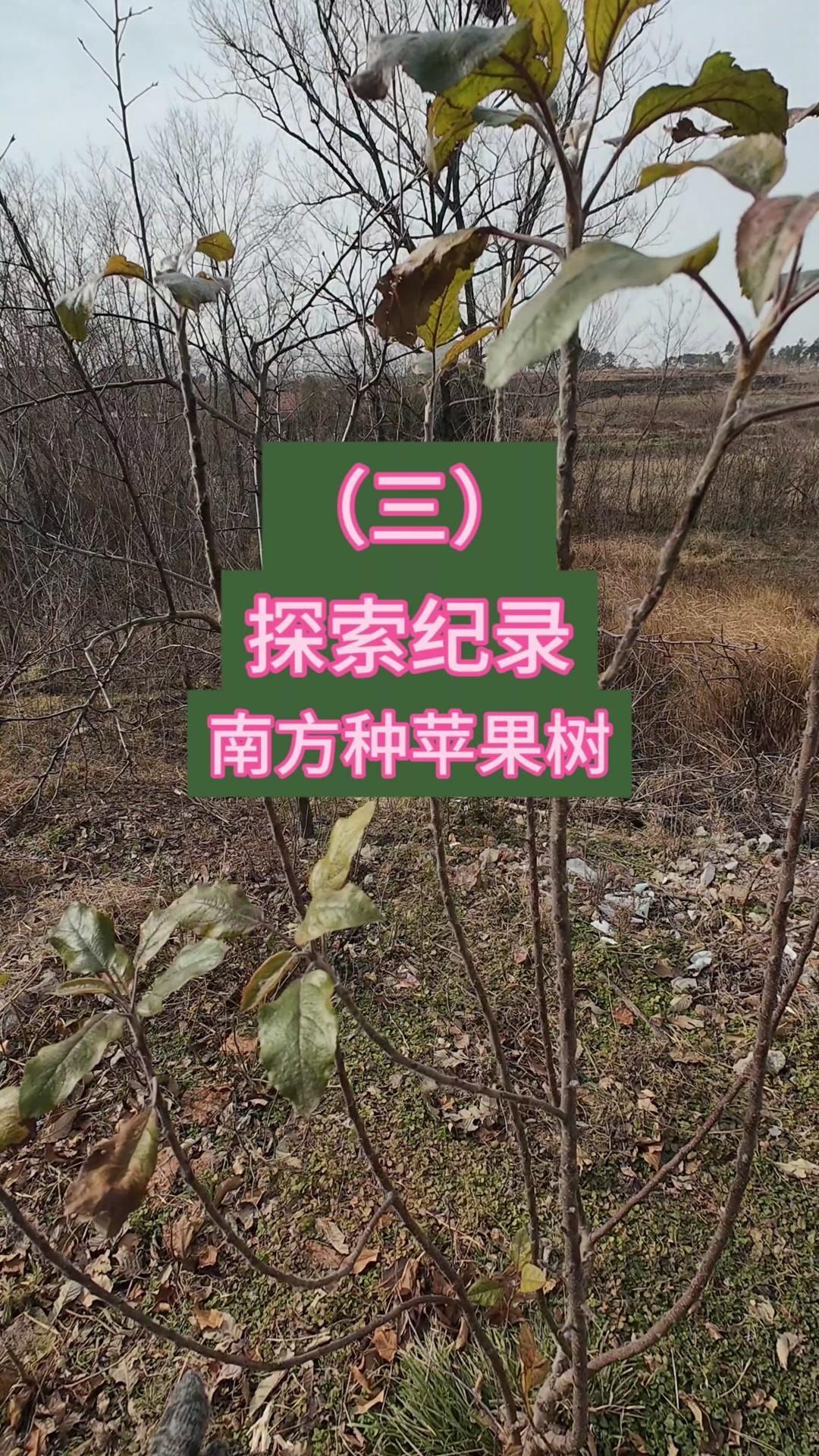 南方种苹果树(三)南方种苹果第3期：实生苗嫁接4芽点全活了！
🌱苹果实生苗嫁接