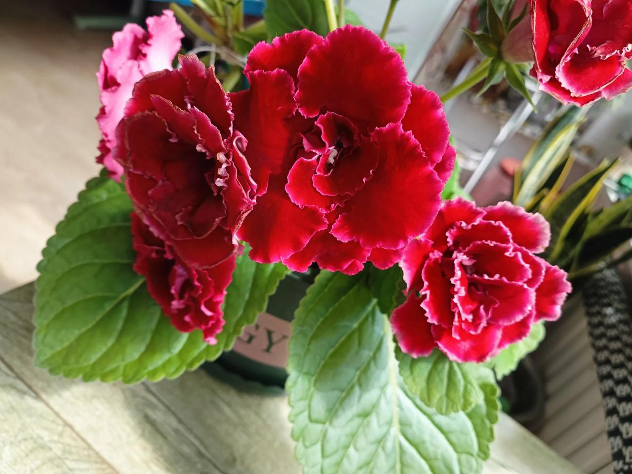 谁有花草照片，可以晒下吗