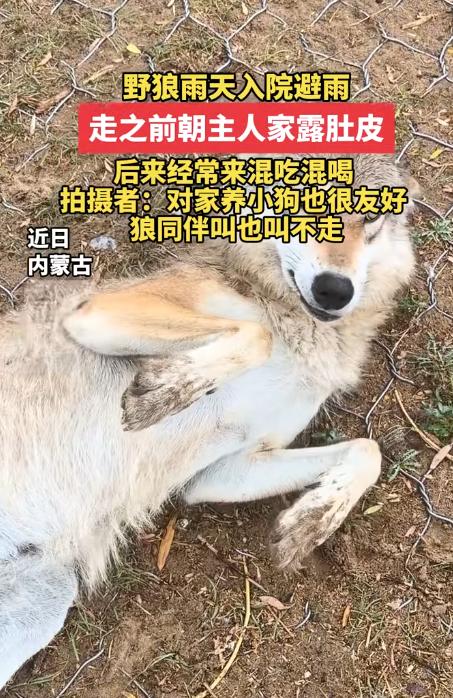 太搞笑了！内蒙古一只野狼赶上下雨，竟跑进人家院子里避雨。更逗的是，雨停准备离开时