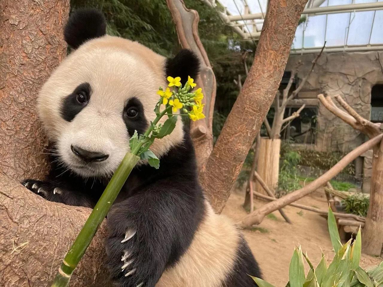 福宝和她的油菜花
比较少见的几张照片，宋三岁视角[鼓掌]