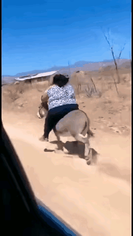 风驰电掣， 快马加鞭！
可怜的小毛驴负荷太大了。