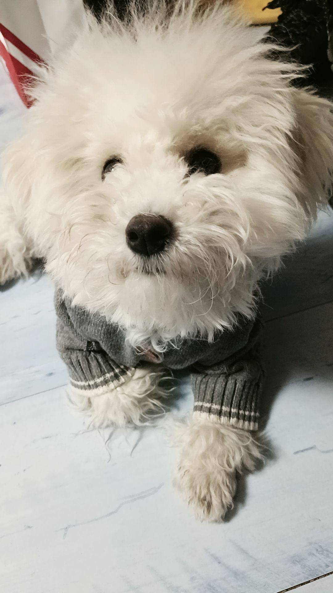 小比熊 比熊 狗狗🐶