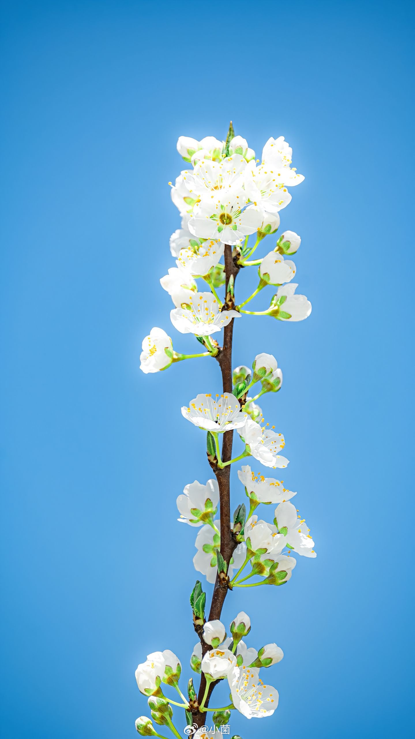 小菌 早安朋友们 