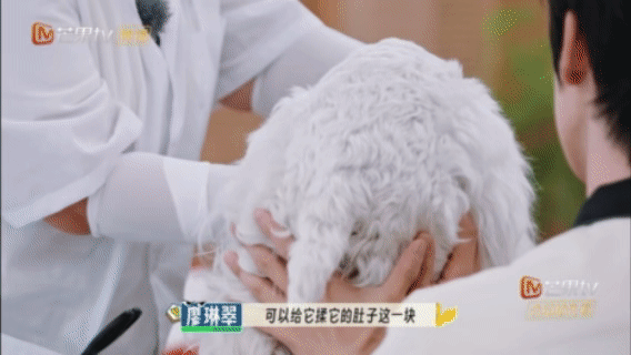 中医的风还是吹到了宠物界   这股中医风真够强劲，一路吹进了宠物界！《你就宠ta