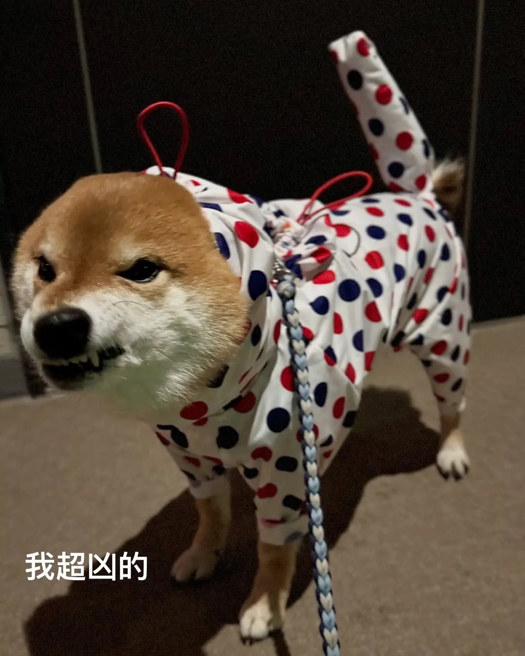 这也太可爱了吧 水灵灵的小狗 别眨眼我要变身了 神奇动物在 柴犬