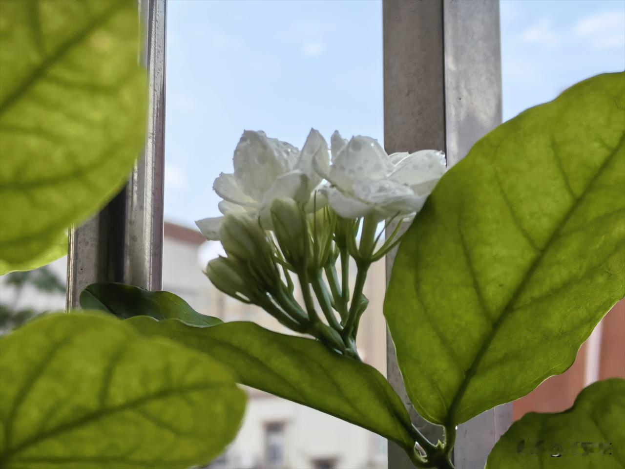 茉莉花疯长的主要原因，可能有两个。

一是在冬春季节需要对茉莉重剪的时候，没有进