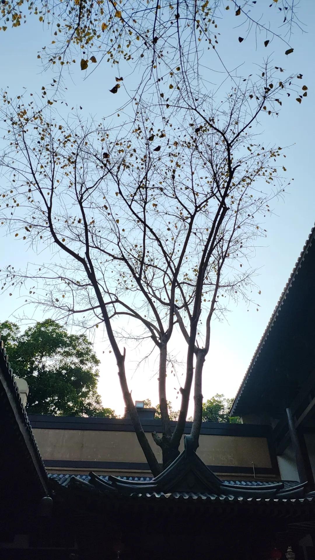 春日生活打卡季
