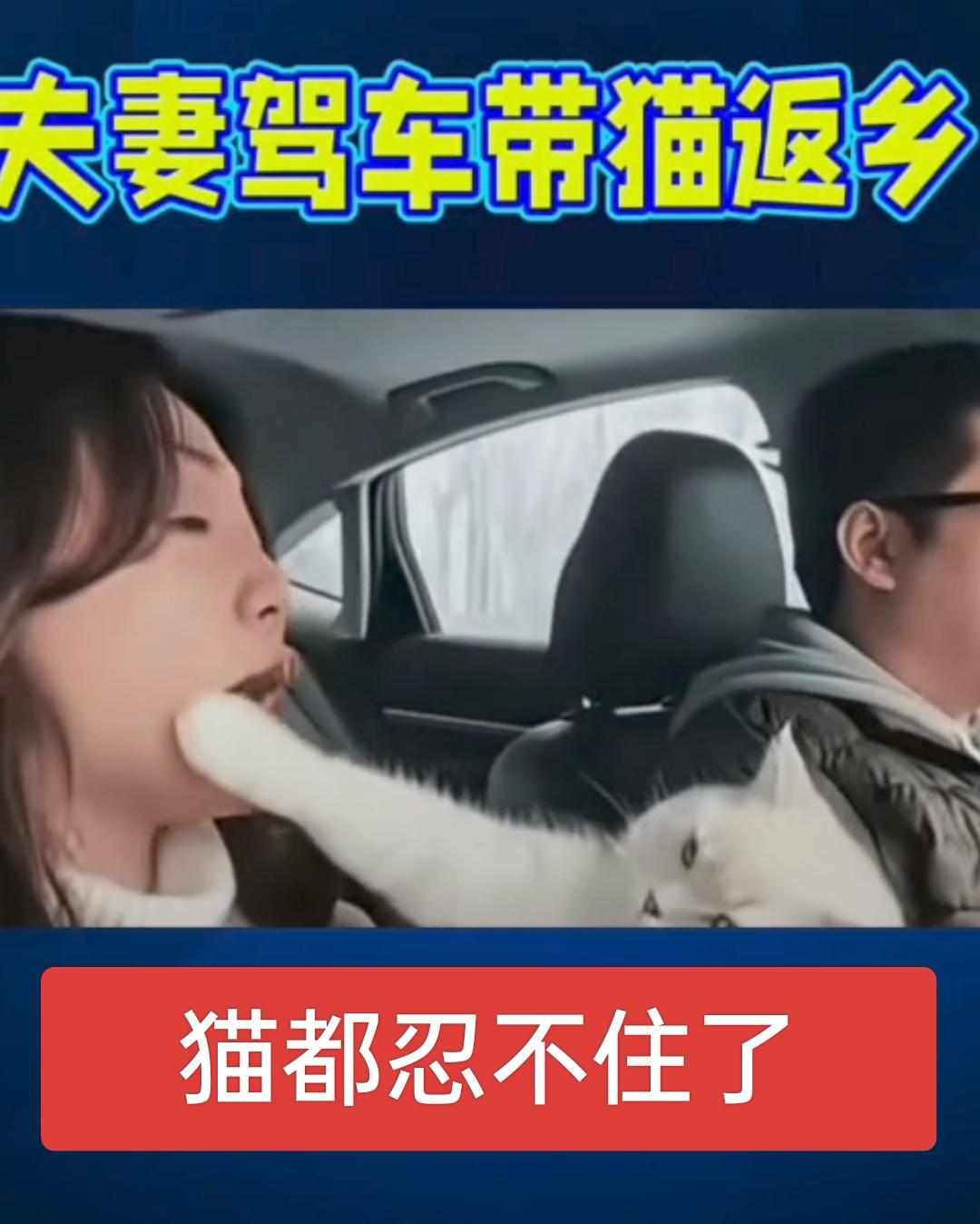 夫妻二人带猫返乡，在路上争吵了起来，老公在开车，情绪稳定也不反驳，只是妻子在不停
