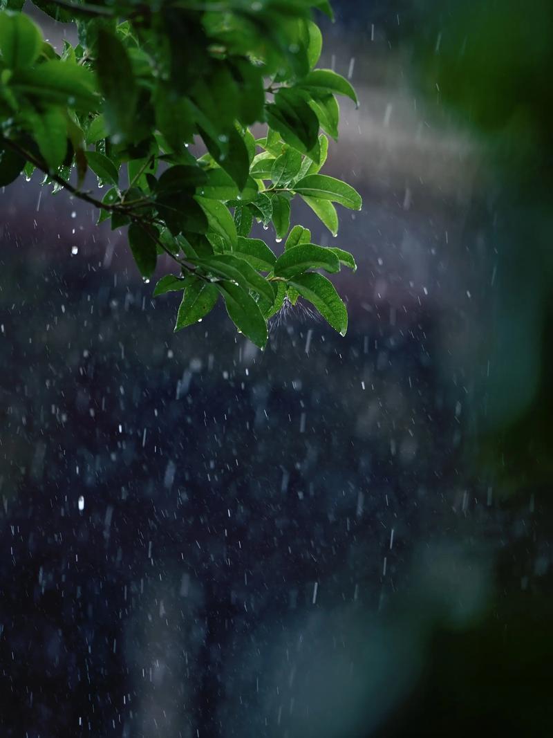 雨，不紧不慢的下着，
思绪不远不近的飘着。
坐在窗前，听雨，是一种享受。
也许，