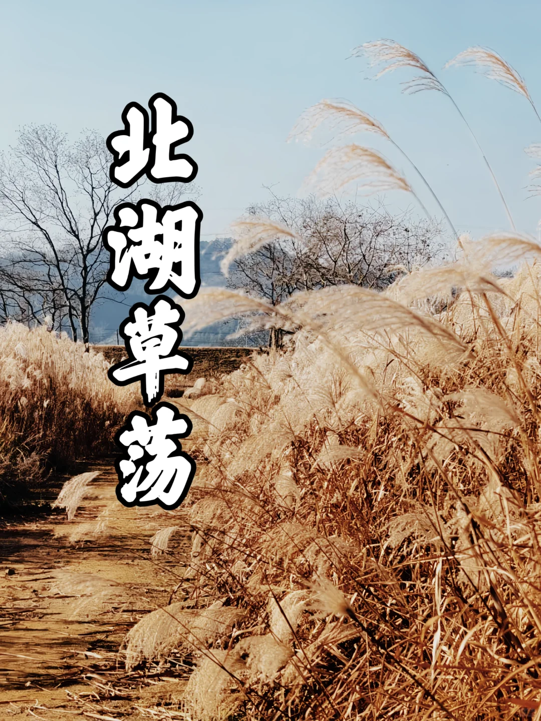 🌾北湖草荡 | 邂逅秋日限定的金色浪漫✨