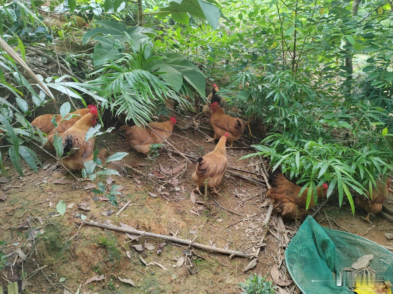 自养鸡肉质紧实、鲜味足，经典做法超10种，核心分3大类：
 
1. 家常基础款（