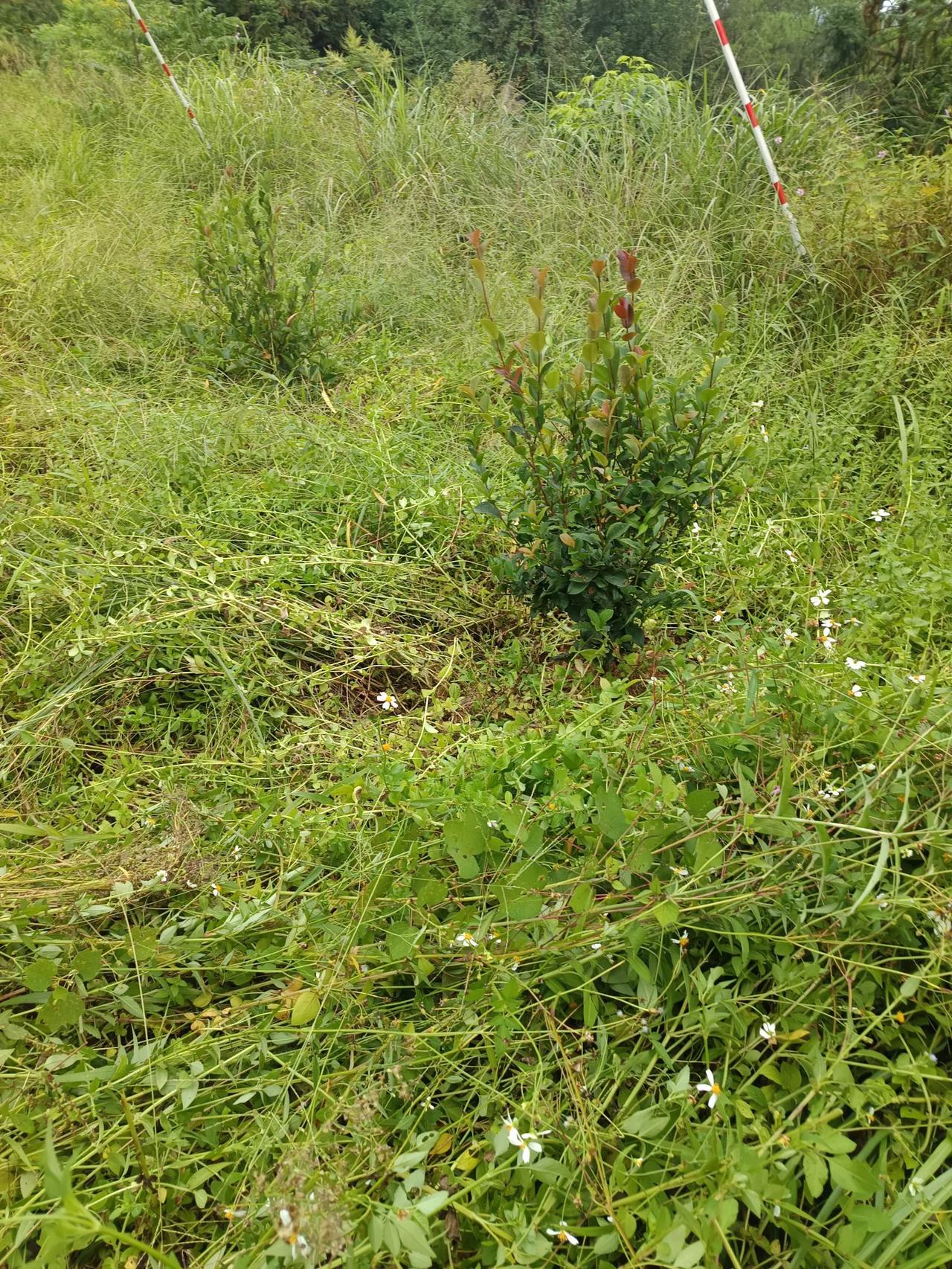 几个月不到，地里都长了草，满地爆仗草，听说药材铺收购的。[大笑][大笑]值不少钱